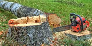 Best Tree Health Inspection  in Hemet, CA