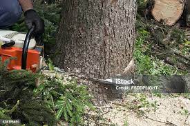 Best Tree Cabling and Bracing  in Hemet, CA