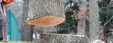 Trusted Hemet, CA Tree Care Experts