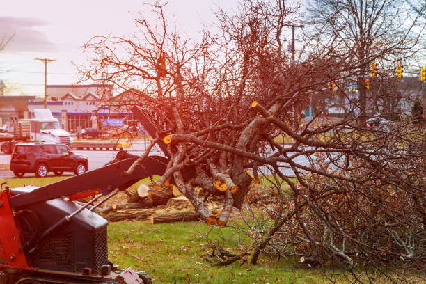 Best Hazardous Tree Removal  in Hemet, CA