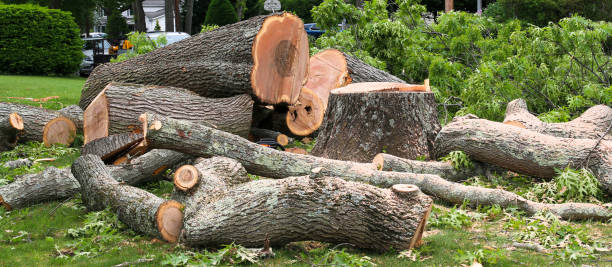  Hemet, CA Tree Care Pros