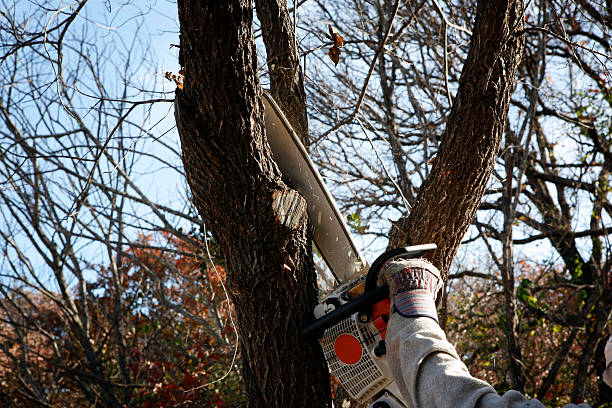 How Our Tree Care Process Works  in  Hemet, CA