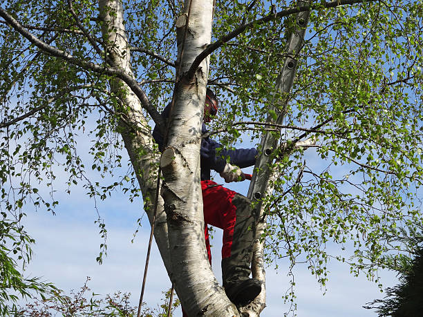 Seasonal Cleanup (Spring/Fall) in Hemet, CA