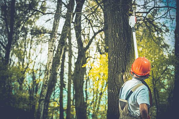 Tree and Shrub Care in Hemet, CA