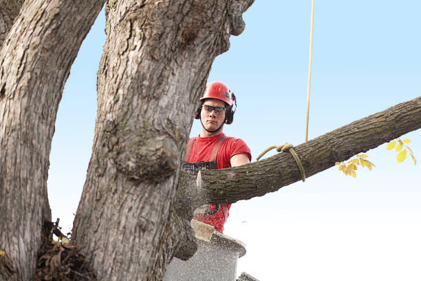 Best Lawn Pest Prevention  in Hemet, CA