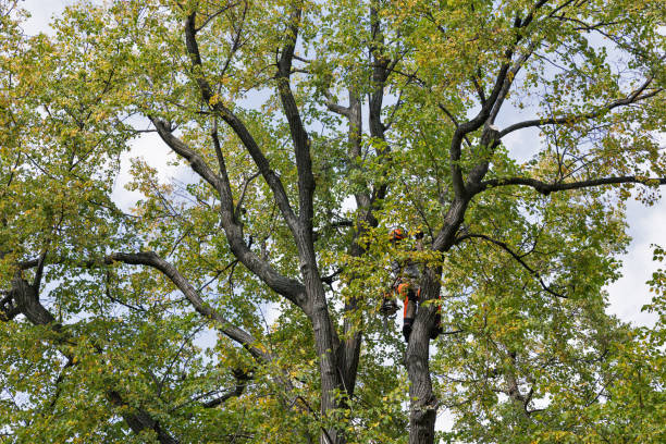 Hemet, CA Tree Care Company